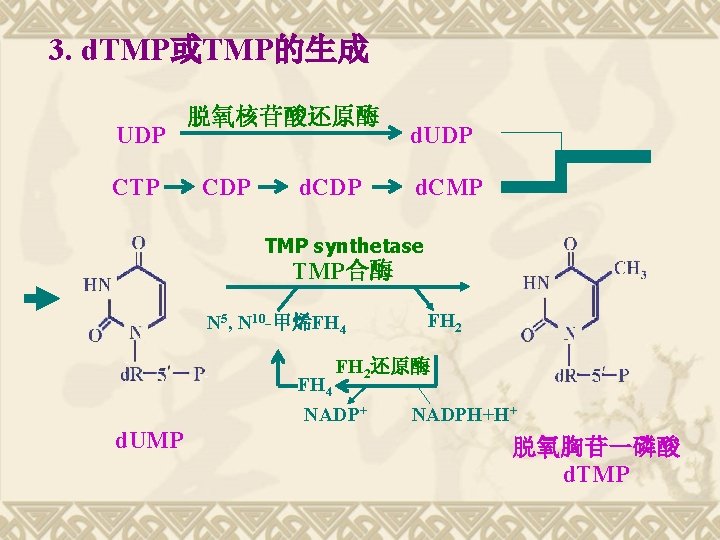 3. d. TMP或TMP的生成 UDP CTP 脱氧核苷酸还原酶 CDP d. UDP d. CMP TMP synthetase TMP合酶