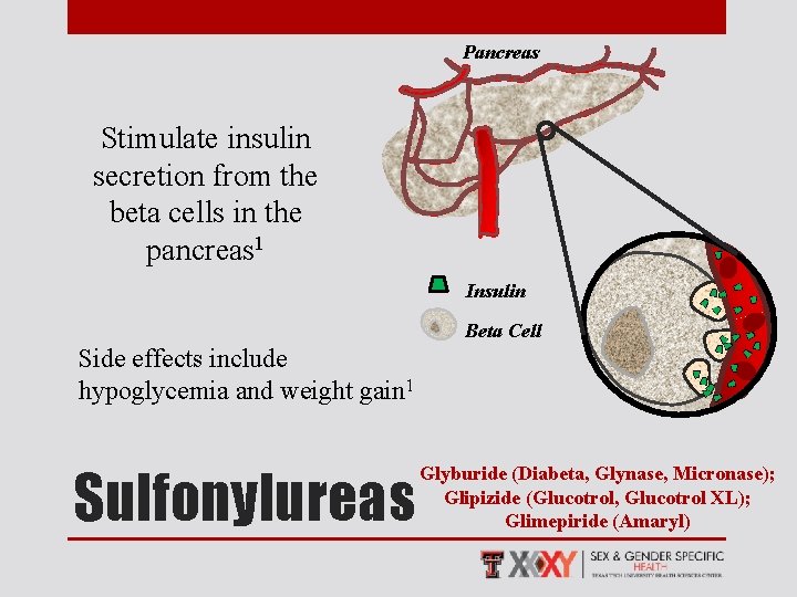 Pancreas Stimulate insulin secretion from the beta cells in the pancreas 1 Insulin Beta