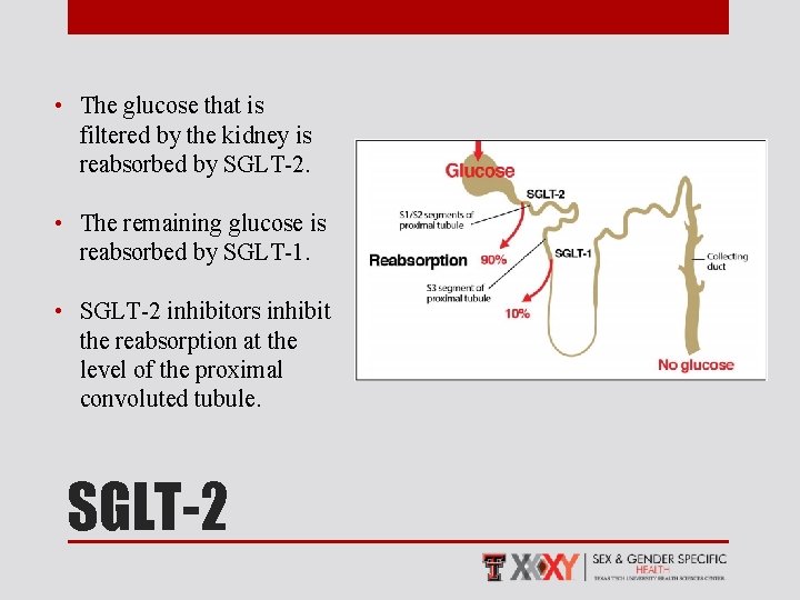  • The glucose that is filtered by the kidney is reabsorbed by SGLT-2.