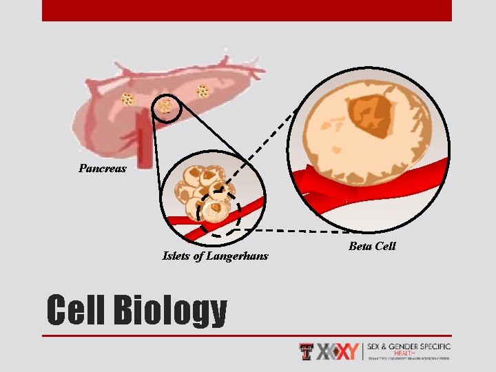 Pancreas Islets of Langerhans Cell Biology Beta Cell 