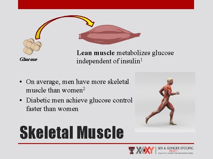 Glucose Lean muscle metabolizes glucose independent of insulin 1 • On average, men have