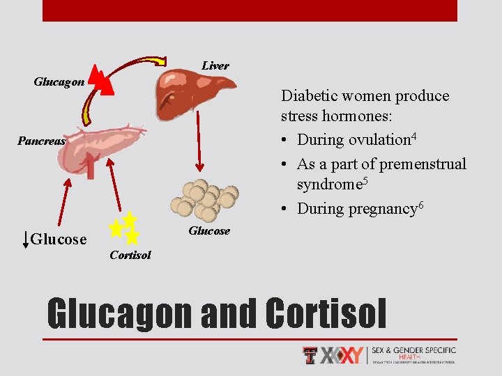 Liver Glucagon Diabetic women produce stress hormones: • During ovulation 4 • As a