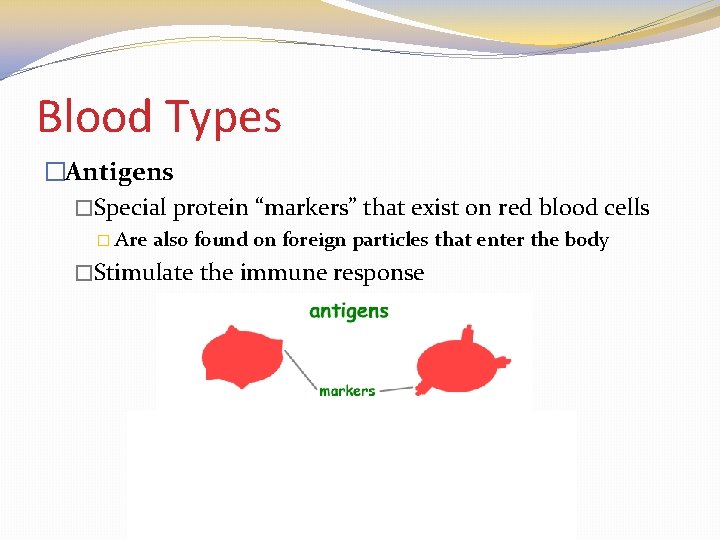 Blood Types �Antigens �Special protein “markers” that exist on red blood cells � Are