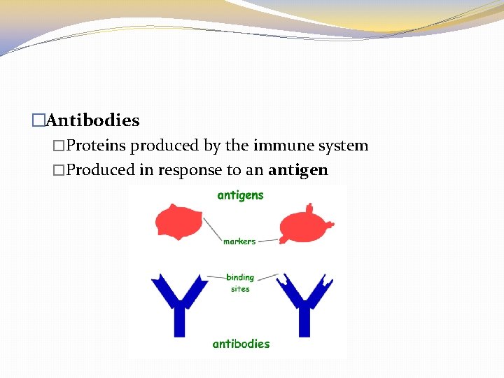 �Antibodies �Proteins produced by the immune system �Produced in response to an antigen 