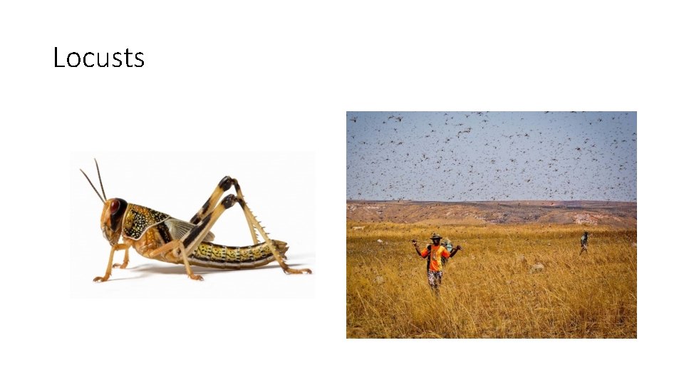 Locusts 