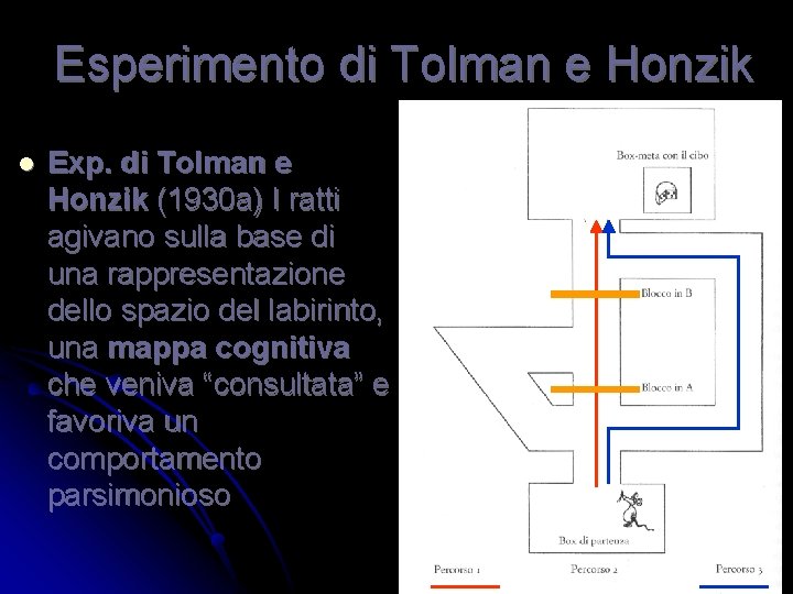 Esperimento di Tolman e Honzik l Exp. di Tolman e Honzik (1930 a) I