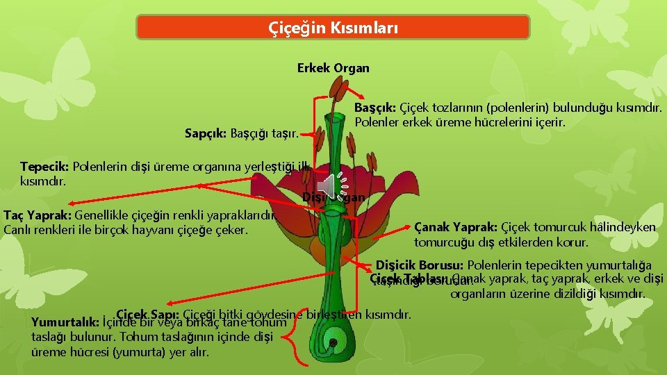 Çiçeğin Kısımları Erkek Organ Sapçık: Başçığı taşır. Başçık: Çiçek tozlarının (polenlerin) bulunduğu kısımdır. Polenler