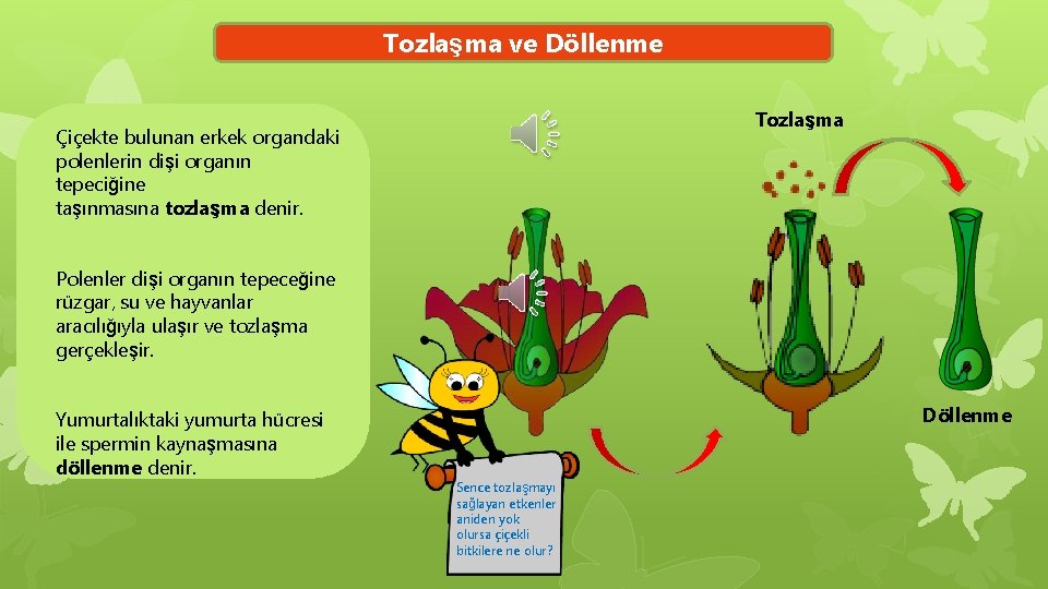 Tozlaşma ve Döllenme Tozlaşma Çiçekte bulunan erkek organdaki polenlerin dişi organın tepeciğine taşınmasına tozlaşma