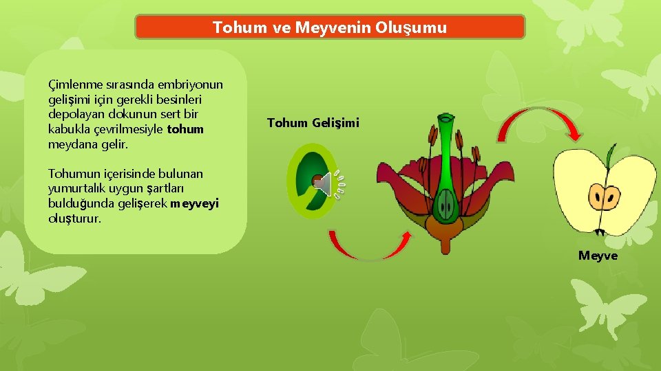 Tohum ve Meyvenin Oluşumu Çimlenme sırasında embriyonun gelişimi için gerekli besinleri depolayan dokunun sert