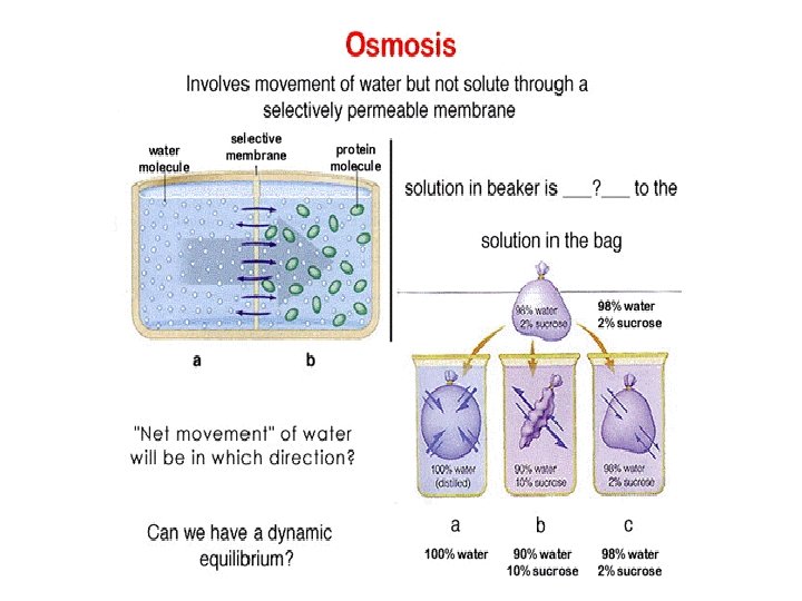 Cell Membrane A deeper look 1 Lets say
