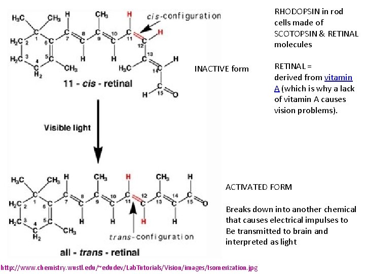 RHODOPSIN in rod cells made of SCOTOPSIN & RETINAL molecules INACTIVE form RETINAL =