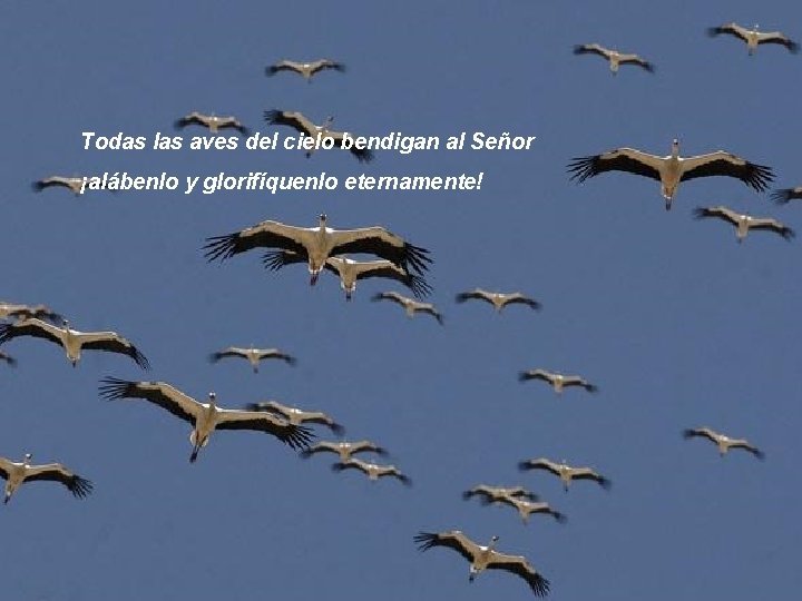 Todas las aves del cielo bendigan al Señor ¡alábenlo y glorifíquenlo eternamente! 