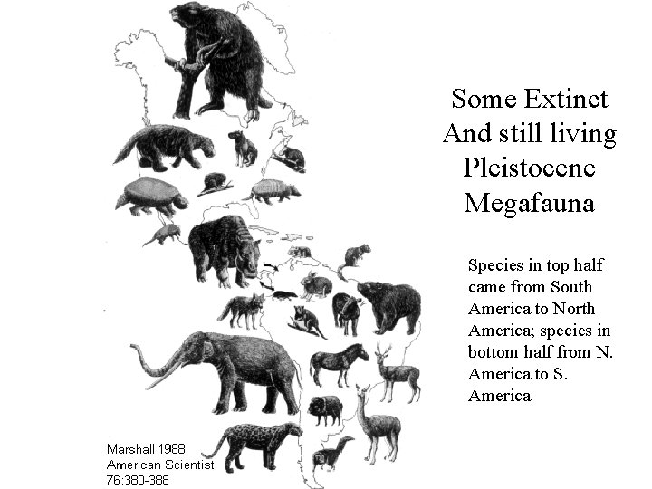 Some Extinct And still living Pleistocene Megafauna Species in top half came from South