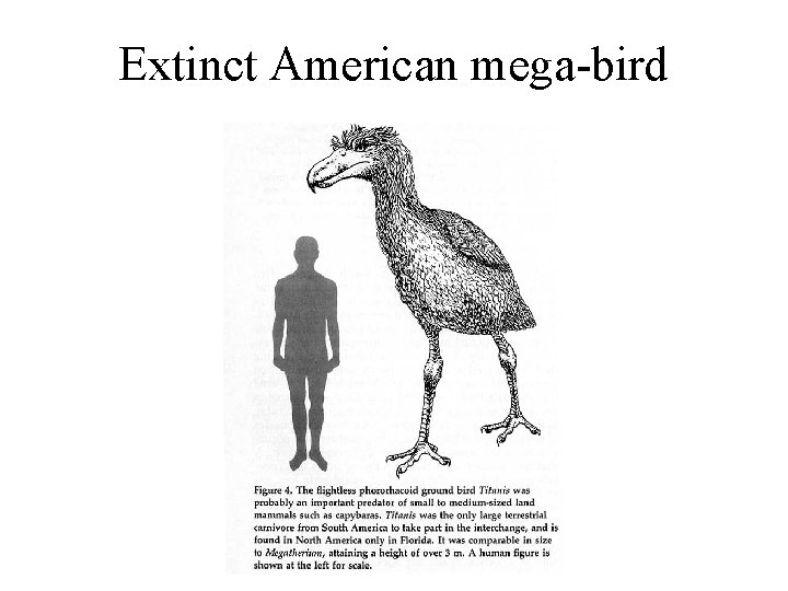 Extinct American mega-bird 