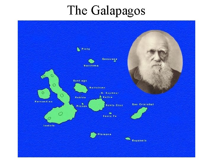 The Galapagos 