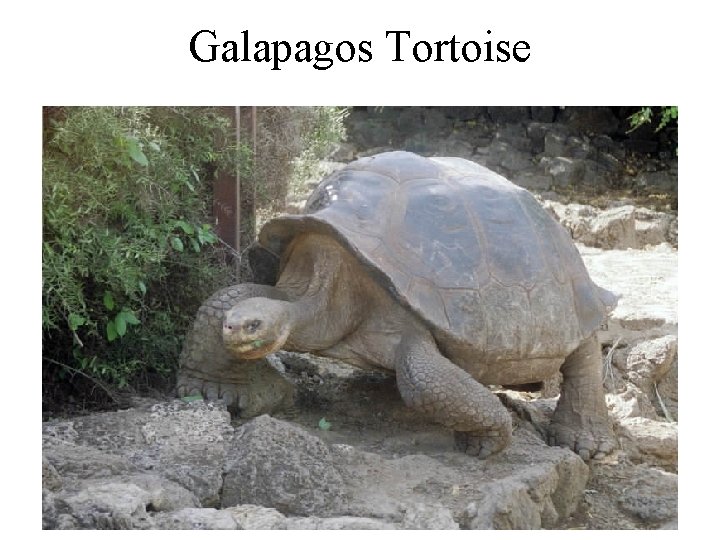 Galapagos Tortoise 