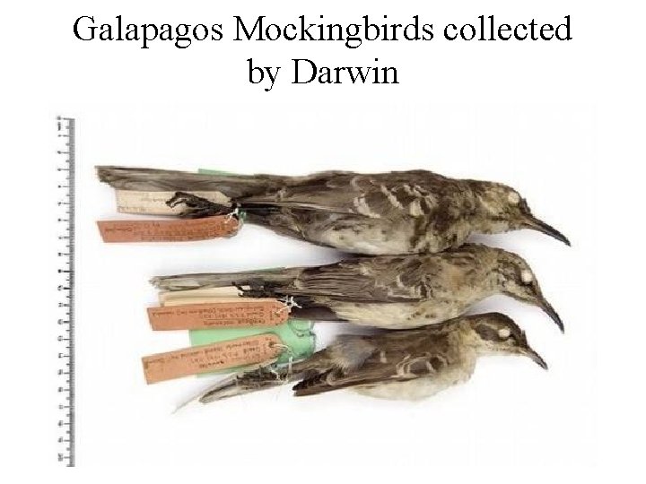 Galapagos Mockingbirds collected by Darwin 