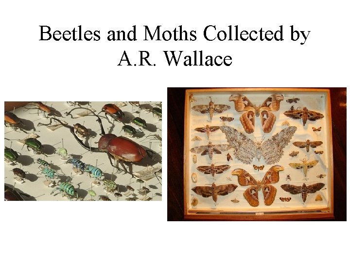 Beetles and Moths Collected by A. R. Wallace 