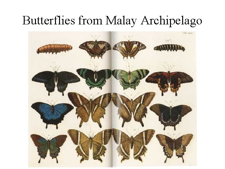 Butterflies from Malay Archipelago 