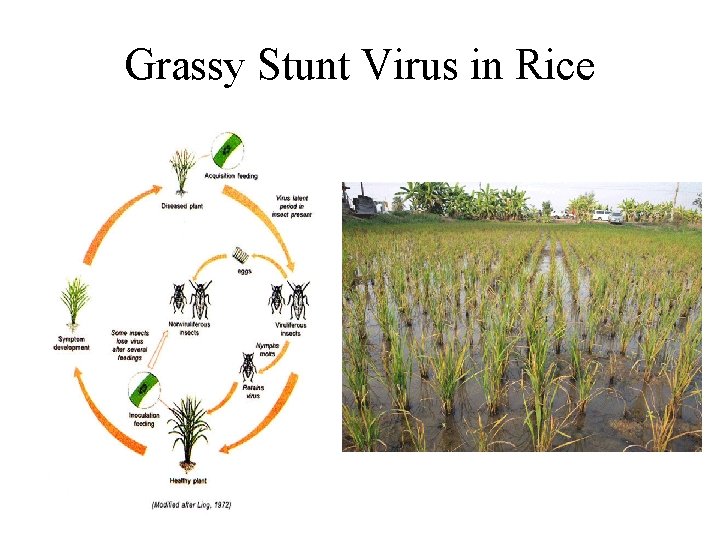 Grassy Stunt Virus in Rice 