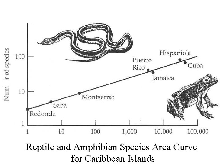 Reptile and Amphibian Species Area Curve for Caribbean Islands 