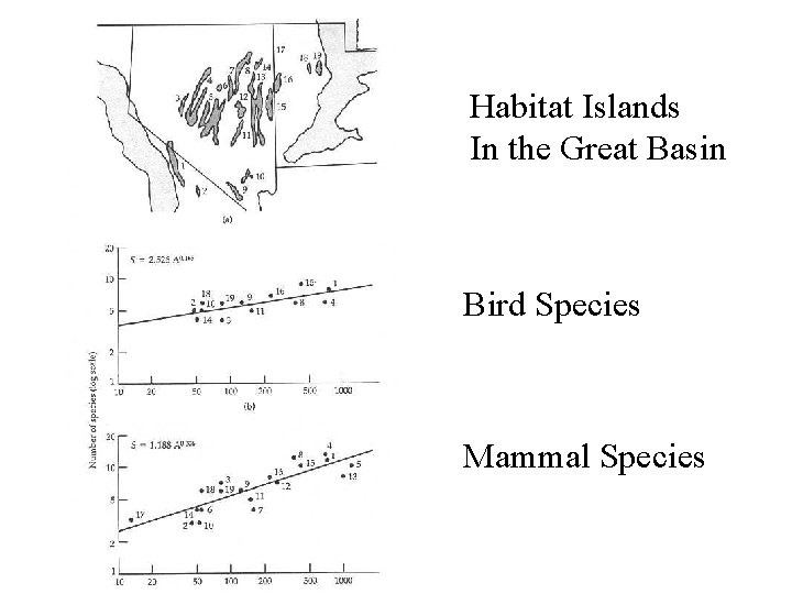 Habitat Islands In the Great Basin Bird Species Mammal Species 