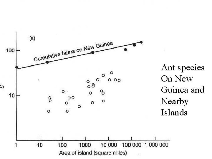 Ant species On New Guinea and Nearby Islands 