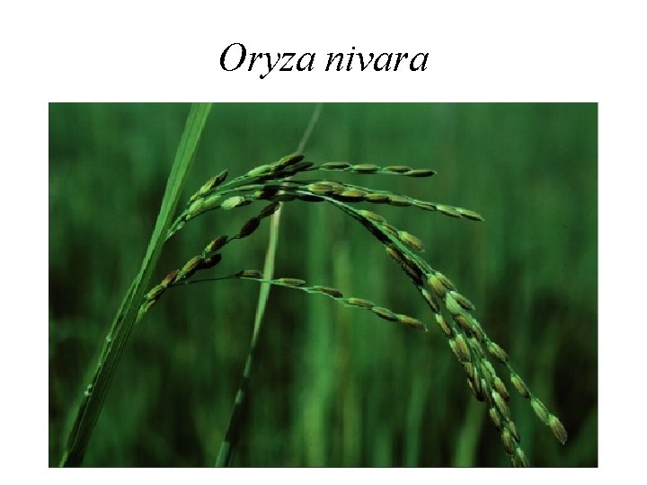 Oryza nivara 