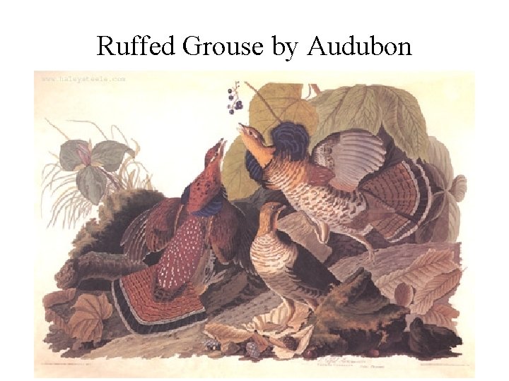 Ruffed Grouse by Audubon 