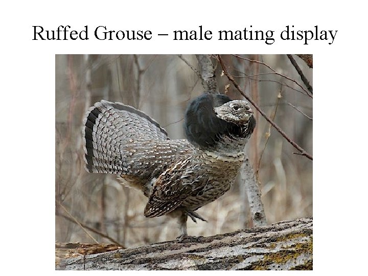 Ruffed Grouse – male mating display 