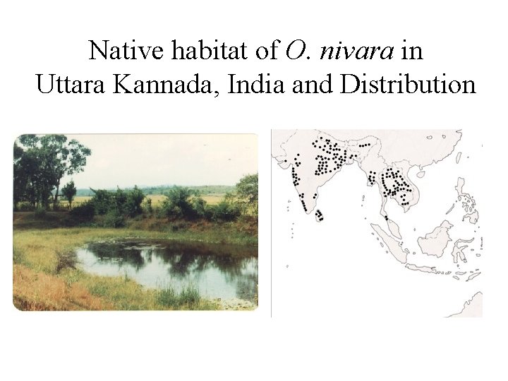 Native habitat of O. nivara in Uttara Kannada, India and Distribution 