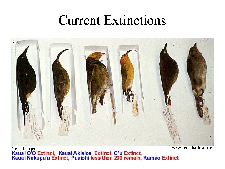 Current Extinctions 