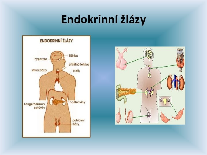 Endokrinní žlázy 