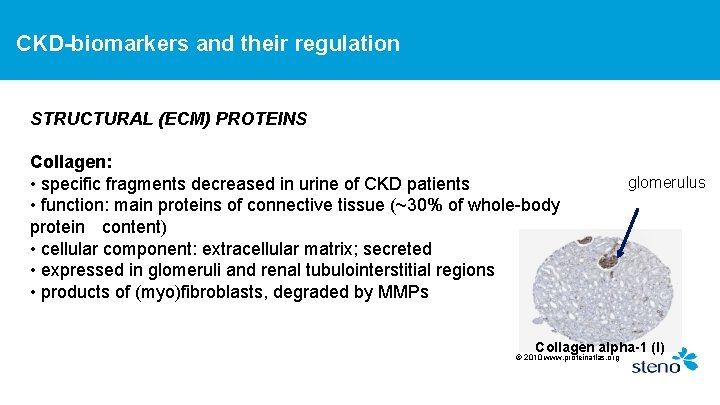 CKD-biomarkers and their regulation STRUCTURAL (ECM) PROTEINS Collagen: • specific fragments decreased in urine