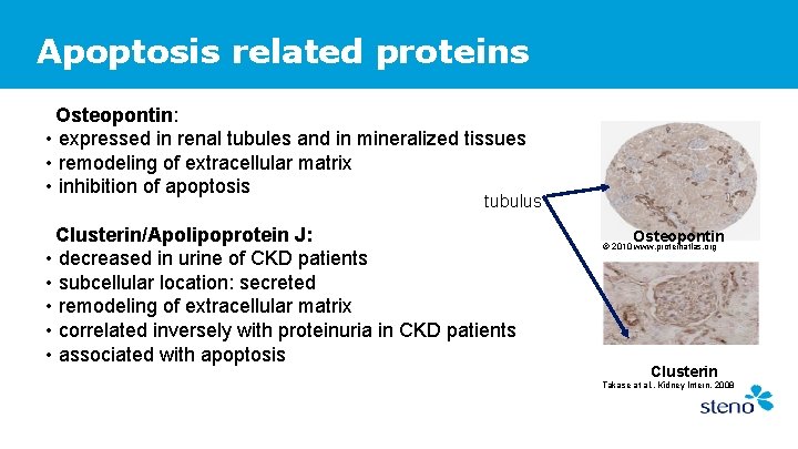 Apoptosis related proteins Osteopontin: • expressed in renal tubules and in mineralized tissues •