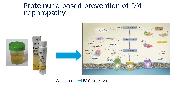 Proteinuria based prevention of DM nephropathy Albuminuria RAS-inhibition 