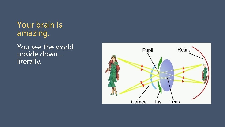 Your brain is amazing. You see the world upside down… literally. 