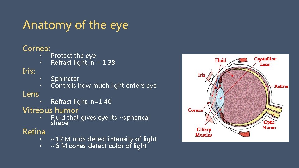 Anatomy of the eye Cornea: Iris: Lens • • Protect the eye Refract light,