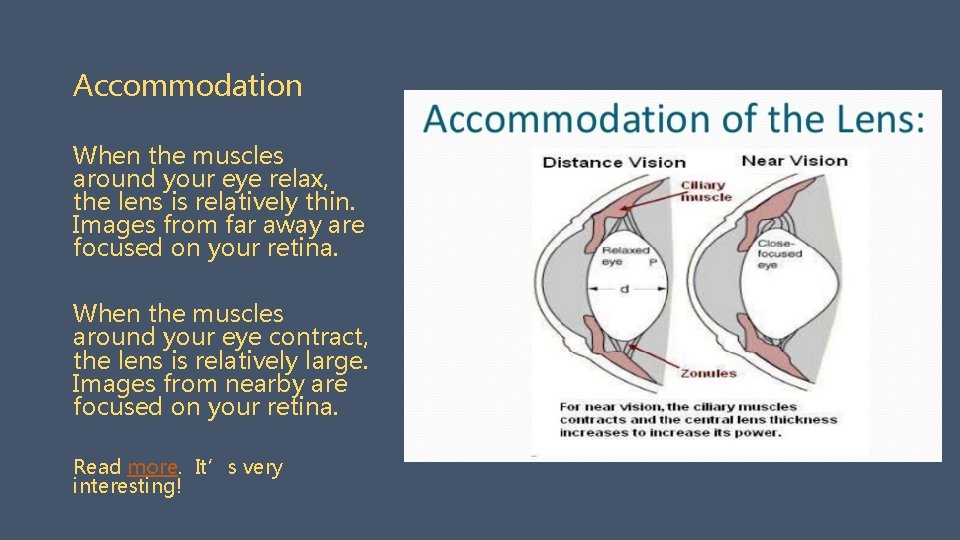 Accommodation When the muscles around your eye relax, the lens is relatively thin. Images