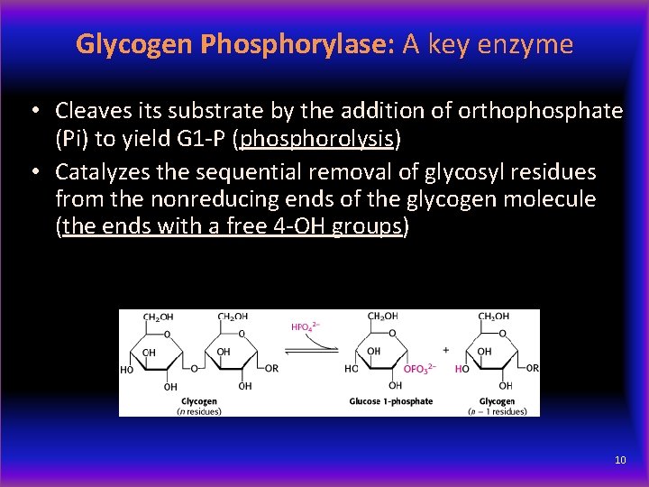 Glycogen Phosphorylase: A key enzyme • Cleaves its substrate by the addition of orthophosphate