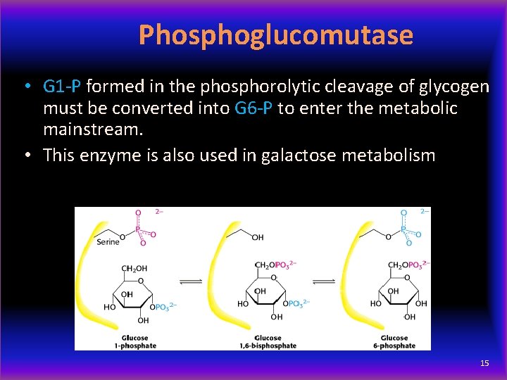 Phosphoglucomutase • G 1 -P formed in the phosphorolytic cleavage of glycogen must be