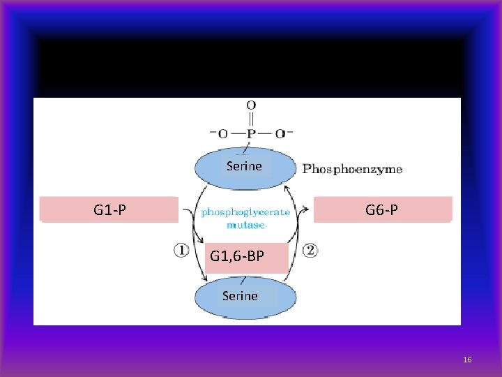 Serine G 1 -P G 6 -P G 1, 6 -BP Serine 16 