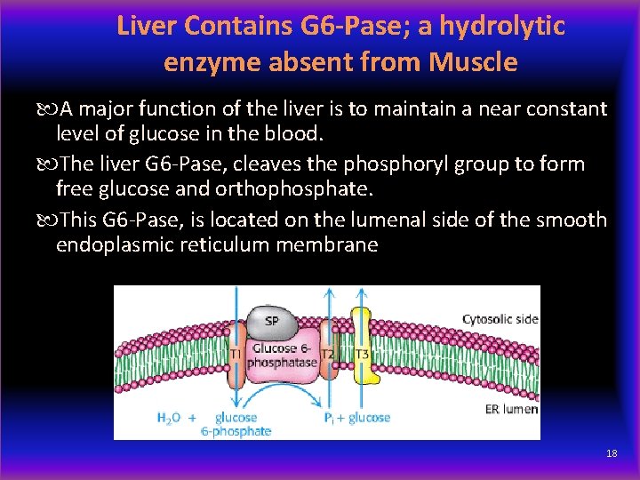 Liver Contains G 6 -Pase; a hydrolytic enzyme absent from Muscle A major function