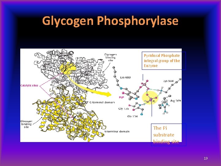 Glycogen Phosphorylase Pyridoxal Phosphate integral group of the Enzyme The Pi substrate binding site