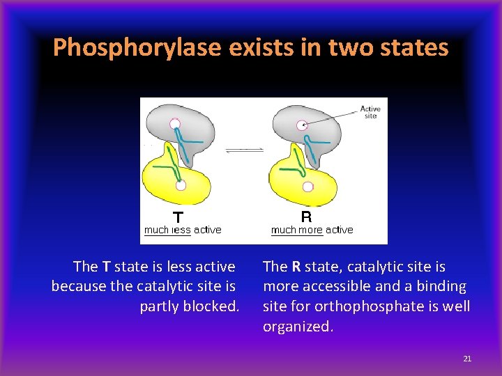 Phosphorylase exists in two states The T state is less active because the catalytic