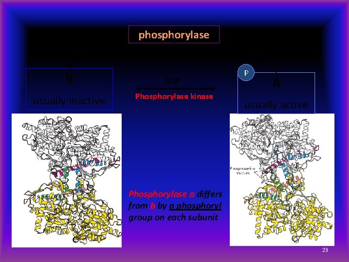 phosphorylase B usually inactive ATP Phosphorylase kinase P A usually active Phosphorylase a differs