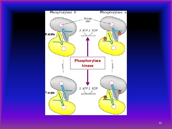 Phosphorylase kinase 29 