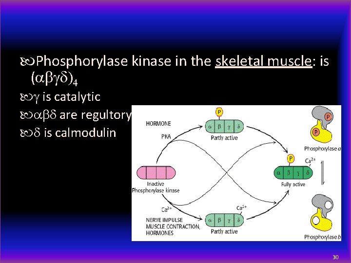  Phosphorylase kinase in the skeletal muscle: is (abgd)4 g is catalytic abd are