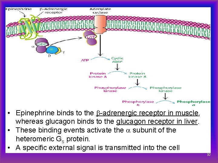  • Epinephrine binds to the b-adrenergic receptor in muscle, whereas glucagon binds to