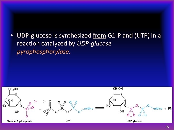  • UDP-glucose is synthesized from G 1 -P and (UTP) in a reaction